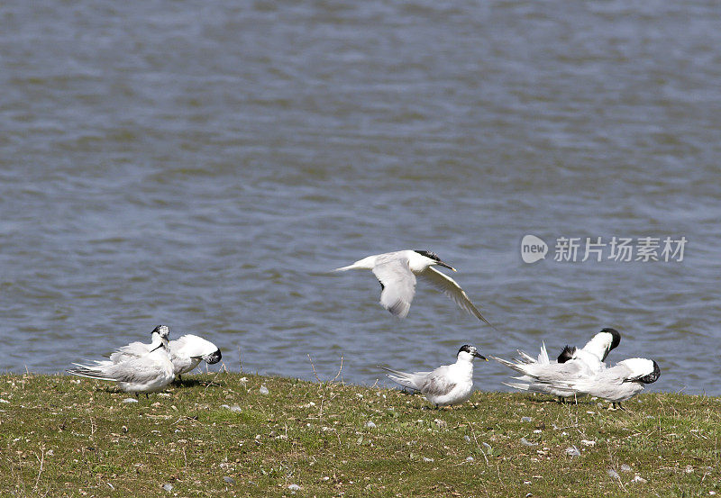 三明治燕鸥(Sterna sandvicensis)梳理